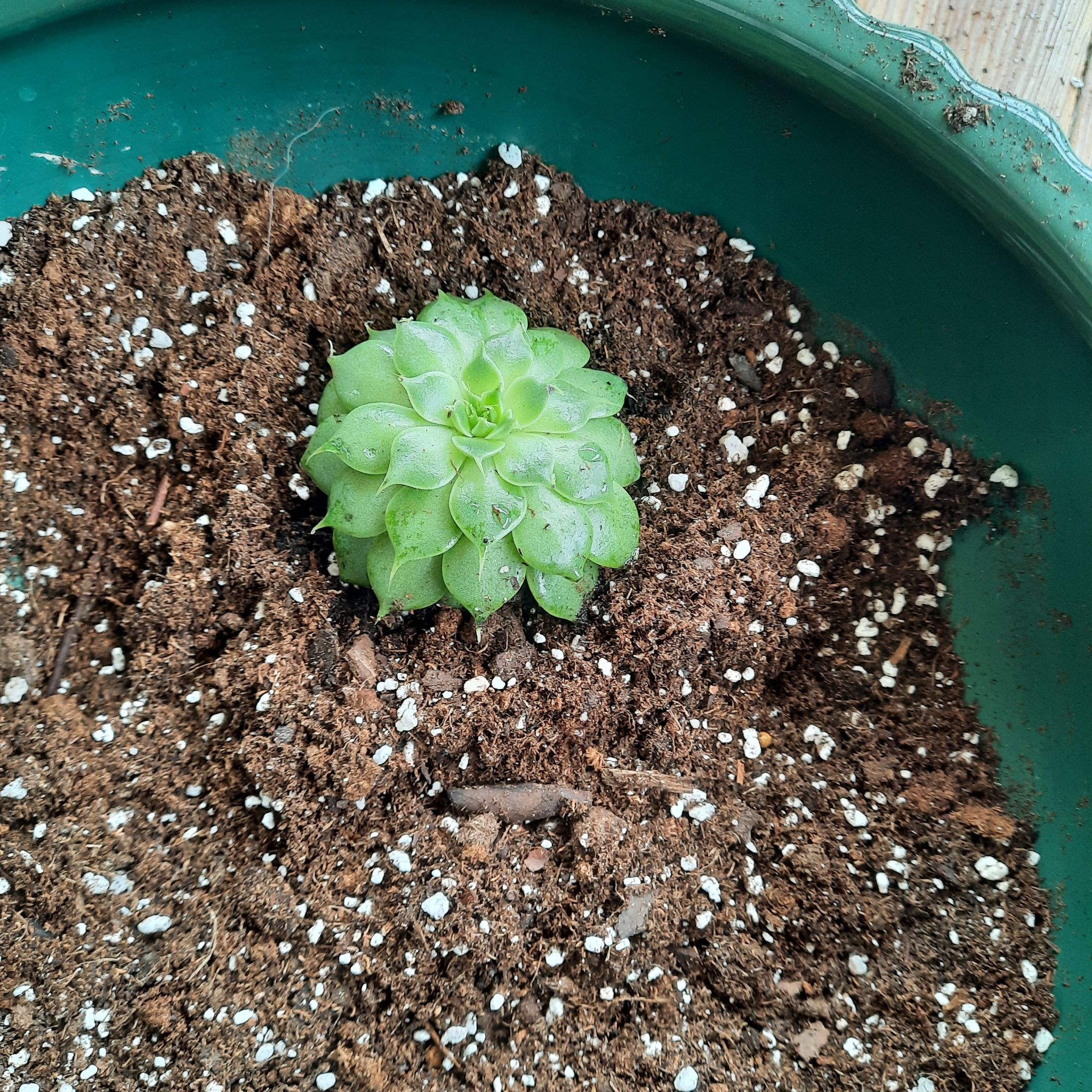 Photo of the plant species Silver Star by @CrispArcticrush named STARR on Greg, the plant care app
