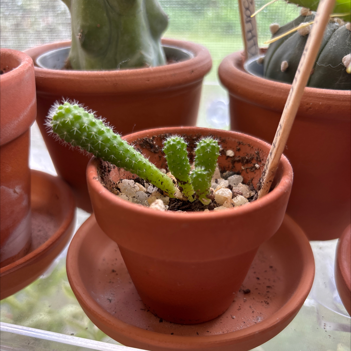 Photo of the plant species Crown Cactus by @DapperWoodvetch named Liz on Greg, the plant care app