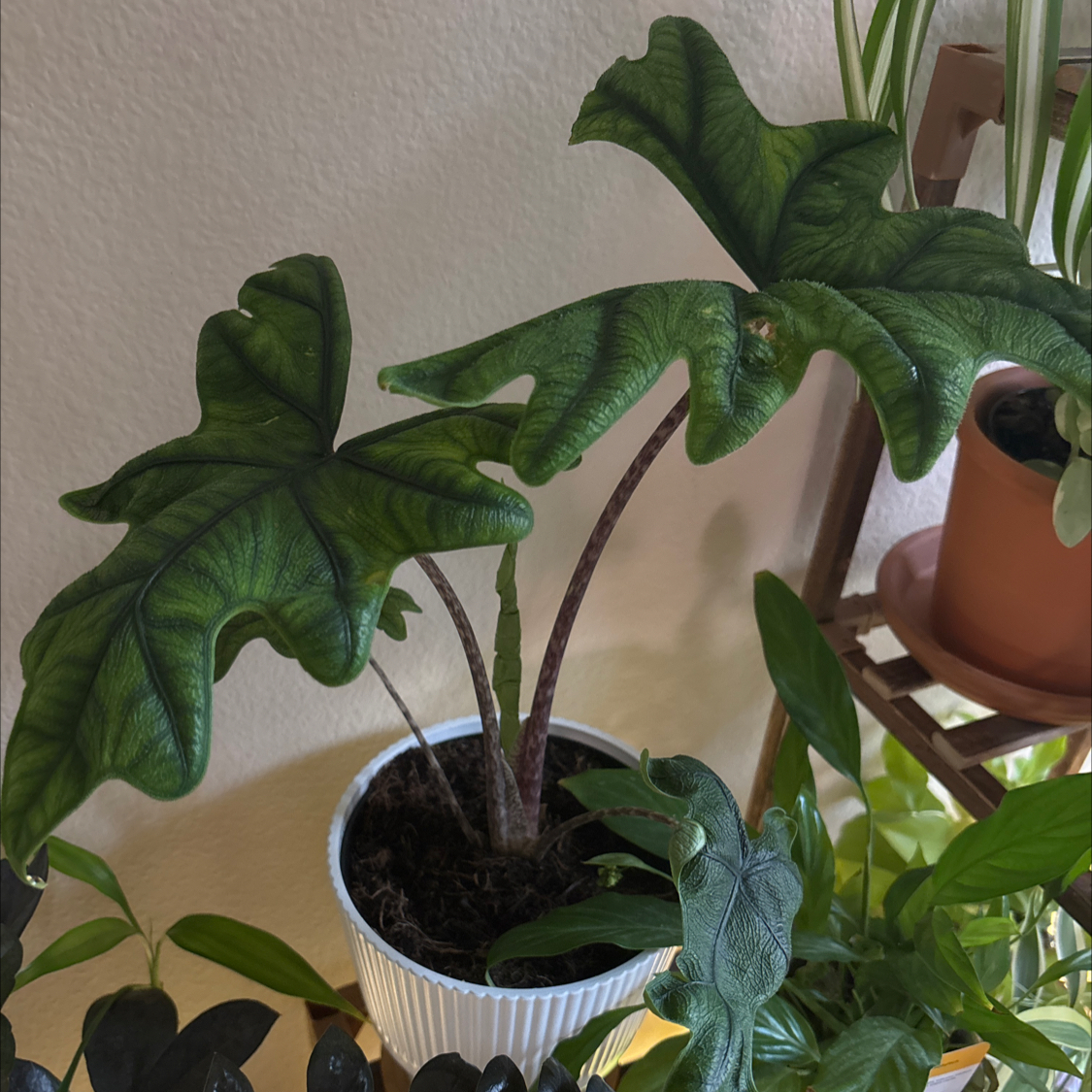Photo of the plant species Jacklyn by @DapperWoodvetch named Jacklyn on Greg, the plant care app