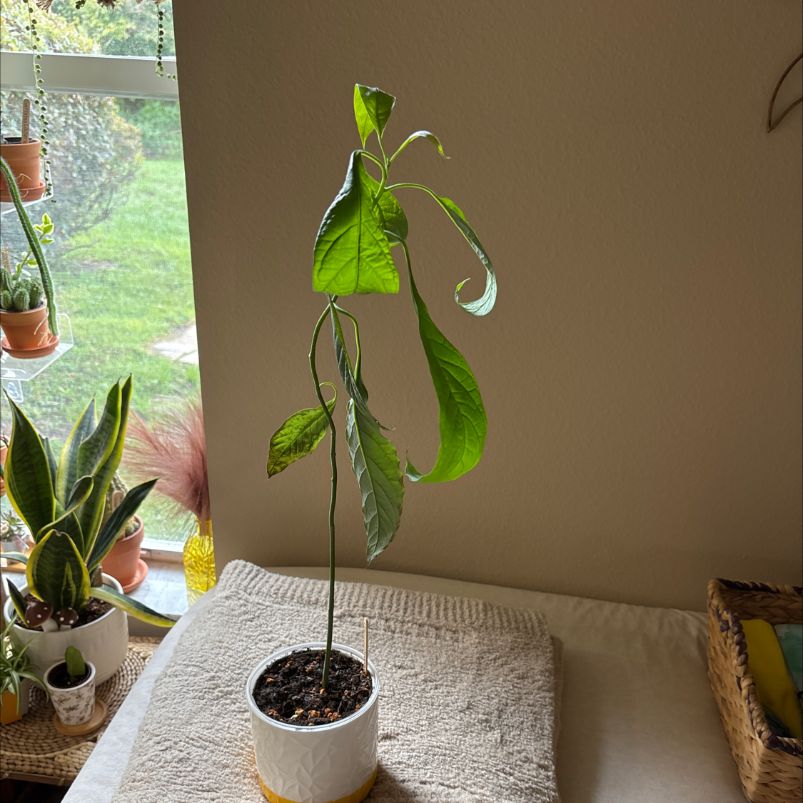 Photo of the plant species Hass Avocado by @DapperWoodvetch named Hass on Greg, the plant care app