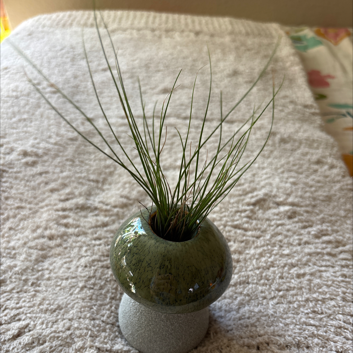 Photo of the plant species Tillandsia argentea Air Plant by @DapperWoodvetch named Hawthorn on Greg, the plant care app