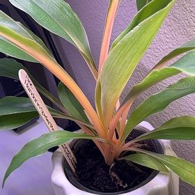 Photo of the plant species Mandarin Spider Plant by @DapperWoodvetch named Fire on Greg, the plant care app