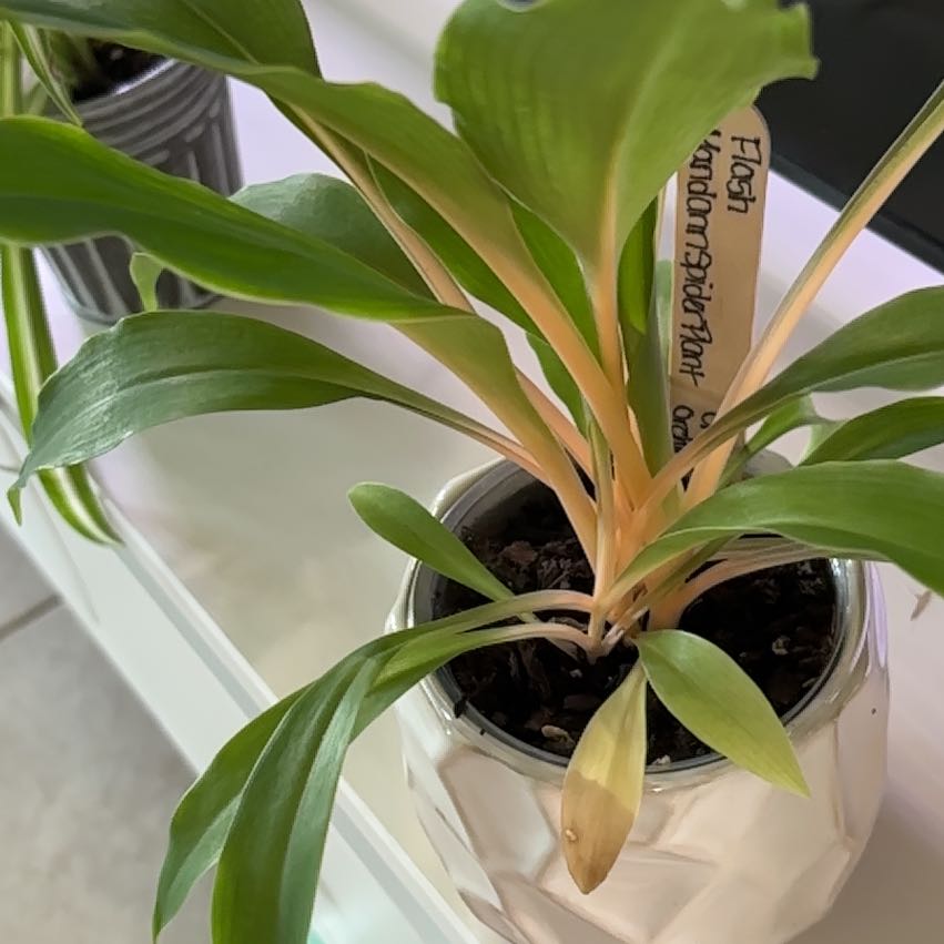 Photo of the plant species Mandarin Spider Plant by @DapperWoodvetch named Flash on Greg, the plant care app