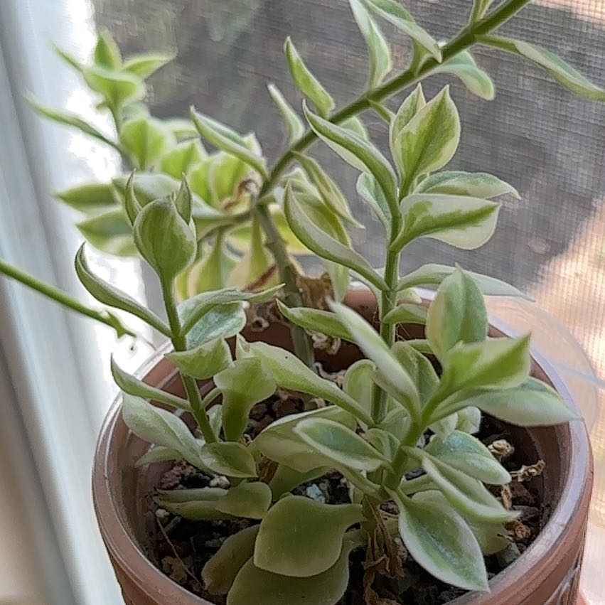 Photo of the plant species Doreanthus bellidiformis 'Mezoo' by @DapperWoodvetch named Dorean on Greg, the plant care app