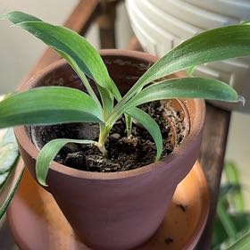 Photo of the plant species Mandarin Spider Plant by @DapperWoodvetch named Sparky on Greg, the plant care app