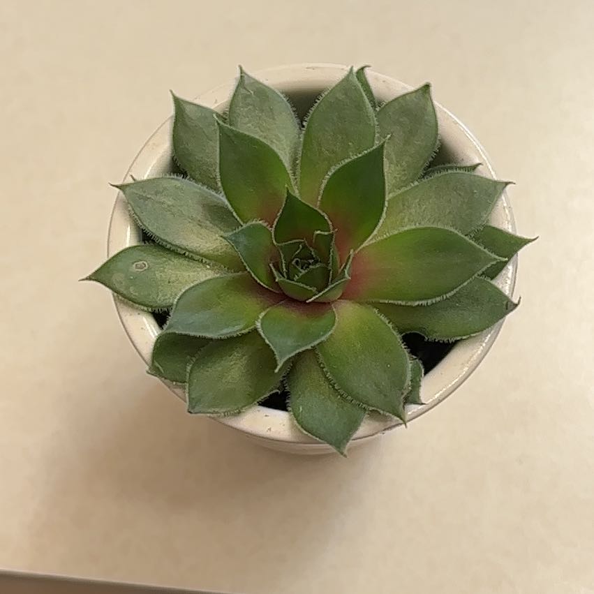 Photo of the plant species Red tipped Houseleek by @DapperWoodvetch named Jordy on Greg, the plant care app