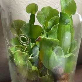 Photo of the plant species Green pitcher plant by @DapperWoodvetch named Verde on Greg, the plant care app