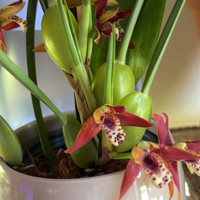 Photo of the plant species Coconut Orchid by @DapperWoodvetch named Coco on Greg, the plant care app