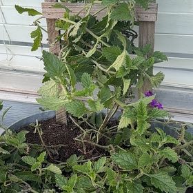 Photo of the plant species Lantana Montevidensis by @EarlyMarestail named Planty on Greg, the plant care app