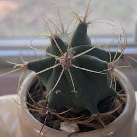 Photo of the plant species Ferocactus histrix by @EarlyMarestail named Wall-E on Greg, the plant care app