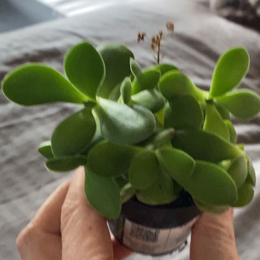 Photo of the plant species Crassula Platyphylla by @Squirrelmafia named Marley on Greg, the plant care app