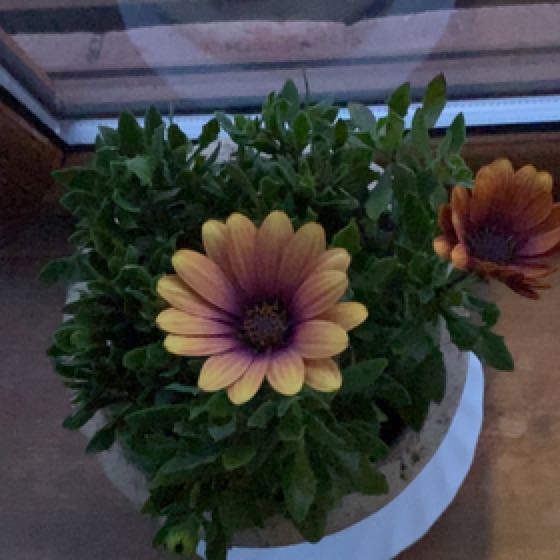 Photo of the plant species Zion Purple Sun by @GoldLilacbonnet named Zion on Greg, the plant care app