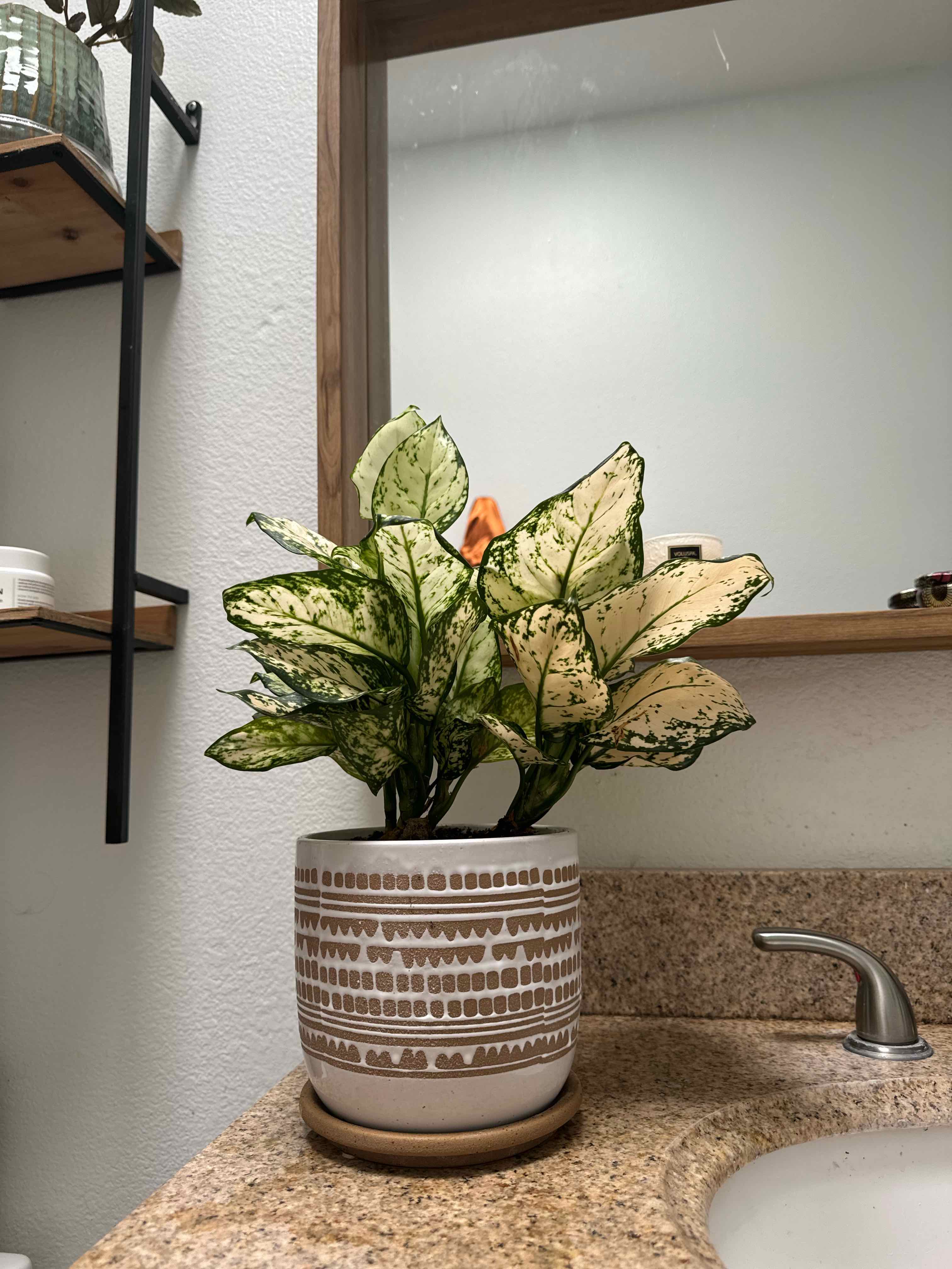 Photo of the plant species Aglaonema commutatum 'Variegata' by @plantay named Bigleef Smalls on Greg, the plant care app