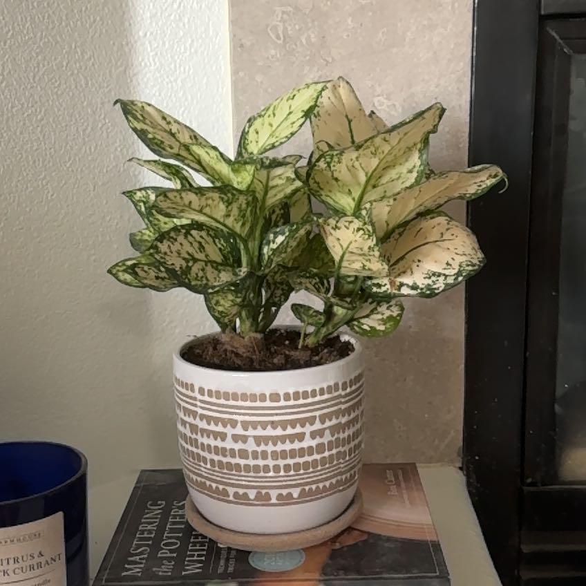 Plant care for Arrowhead Plant on Greg, the plant care app