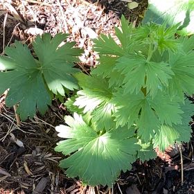 Photo of the plant species Globeflower by @PerkyNeontetra named Doja Cat on Greg, the plant care app