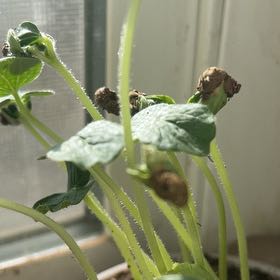 Photo of the plant species Exploding Cucumber by @TimelyBogbean named Fernie Saunders on Greg, the plant care app