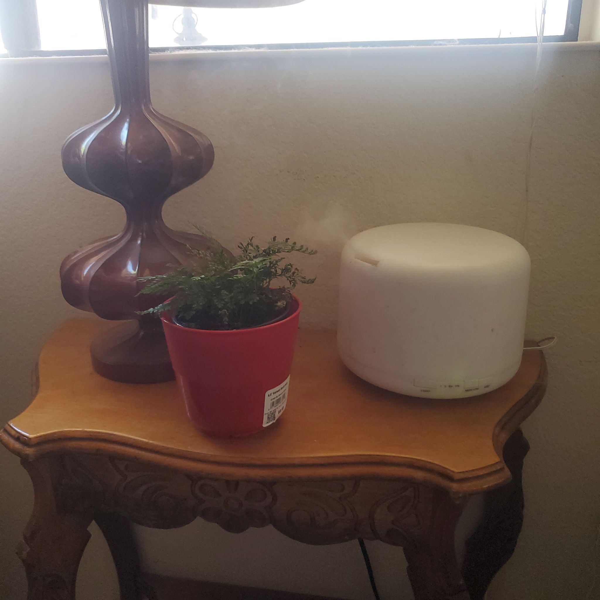 Photo of the plant species Korean Rock Fern by @MeekSplitrock named Fern on Greg, the plant care app