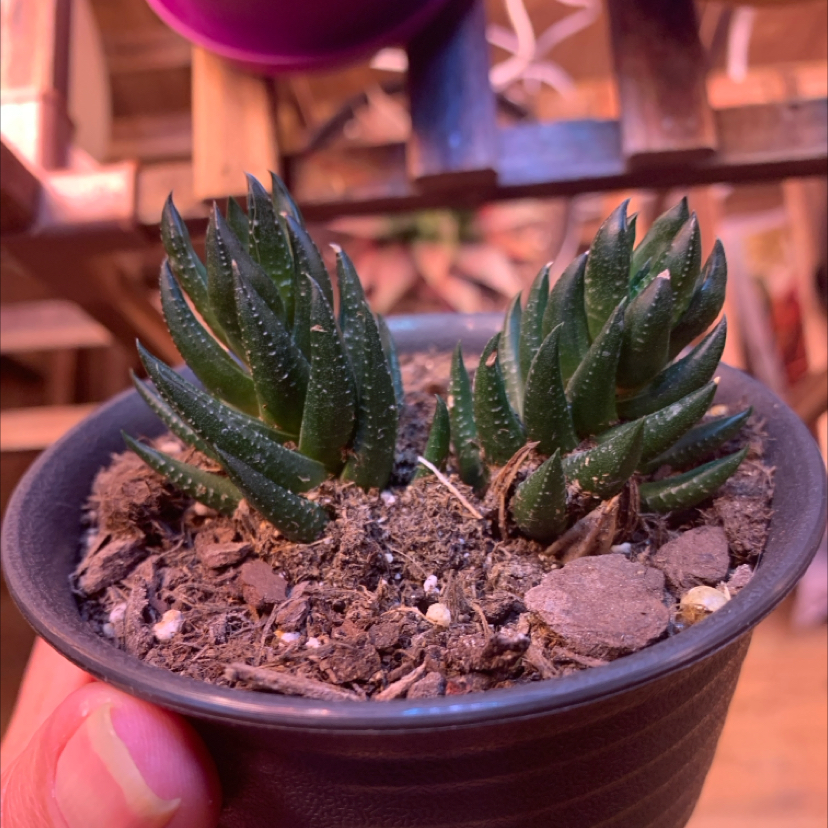 Photo of the plant species Crowded Haworthia by @AppetentKonjac named Leaf Erickson on Greg, the plant care app