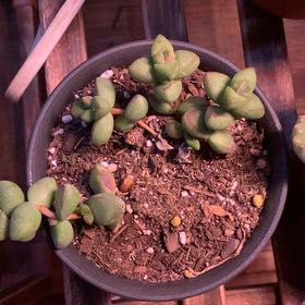 Photo of the plant species Crassula brevifolia by @AppetentKonjac named Delilah on Greg, the plant care app