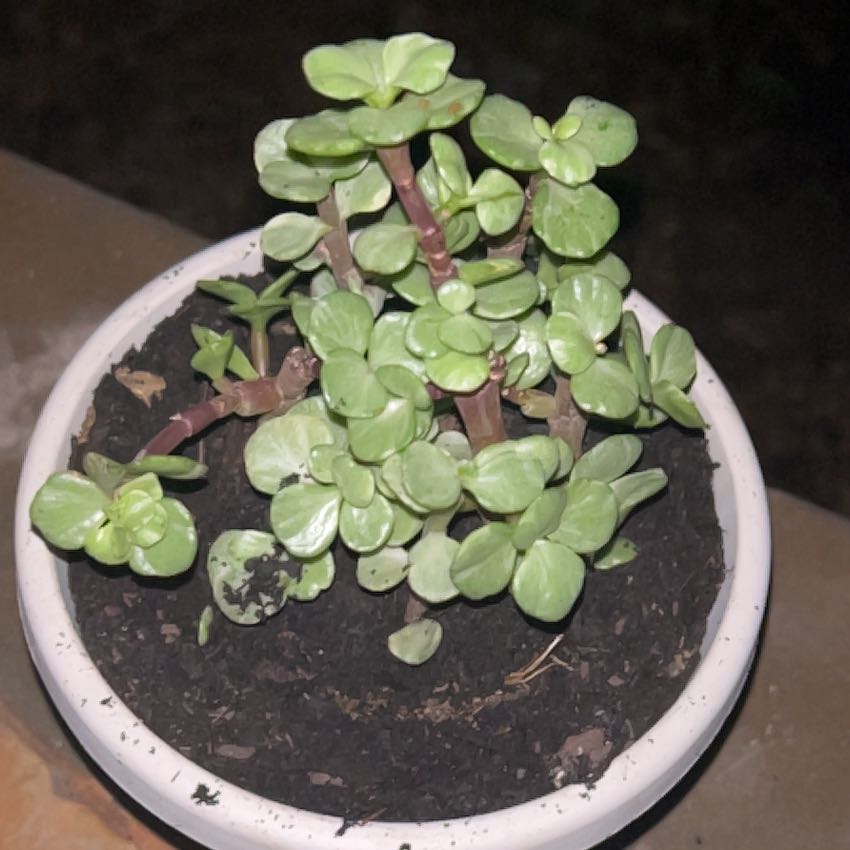 Photo of the plant species Portulacaria afra 'Manny' by @OpenlySierrapea named Emerson on Greg, the plant care app