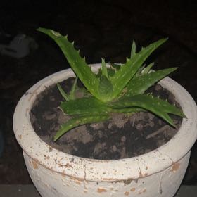 Photo of the plant species Assorted Aloe by @OpenlySierrapea named Rainier on Greg, the plant care app