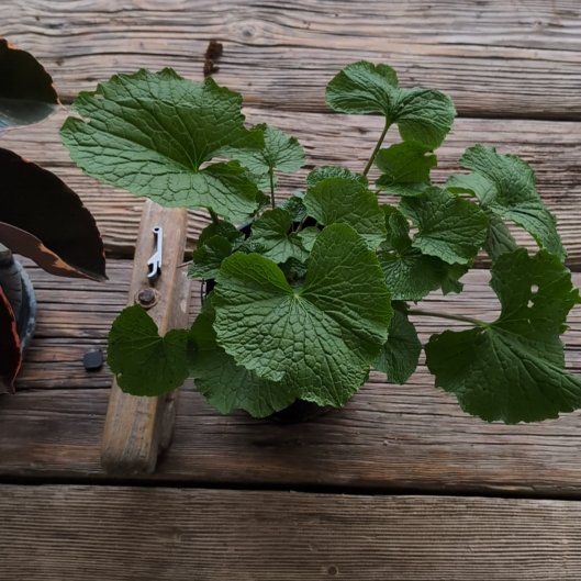 Photo of the plant species Wasabi by @BraveCherryred named Mazuma on Greg, the plant care app