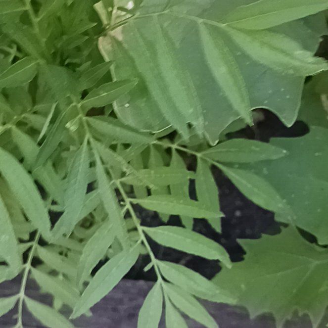 Photo of the plant species Narrowleaf Bittercress by @SoigneRaspfern named Fernie Mac on Greg, the plant care app