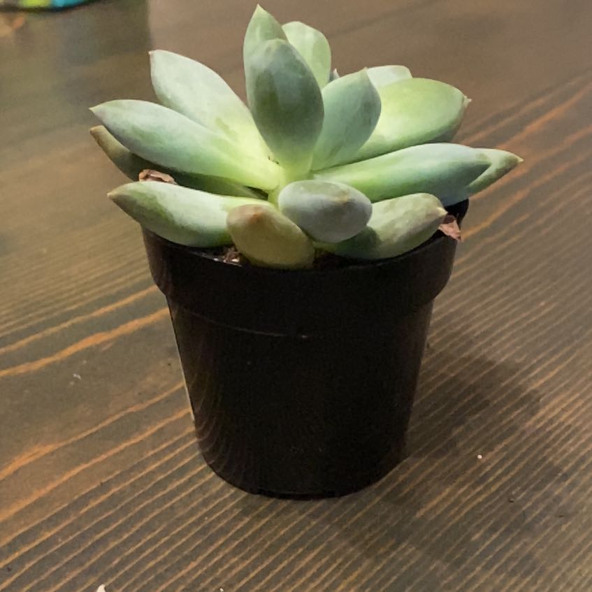 Photo of the plant species Pachyphytum cuicatecanum by @UpfrontChamise named Herb on Greg, the plant care app