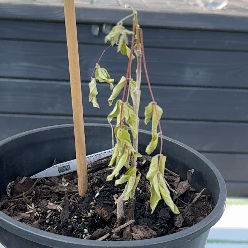 Photo of the plant species Blue Moon Wisteria by @FreshSmokethorn named Robert Plant on Greg, the plant care app