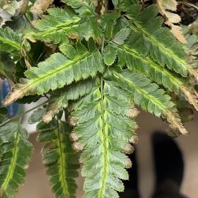 Photo of the plant species East Indian Holly Fern by @EffectualLime named Keanu Leaves on Greg, the plant care app
