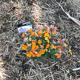 Photo of the plant species nemesia by @CuddlyStargilia named Rihanna on Greg, the plant care app