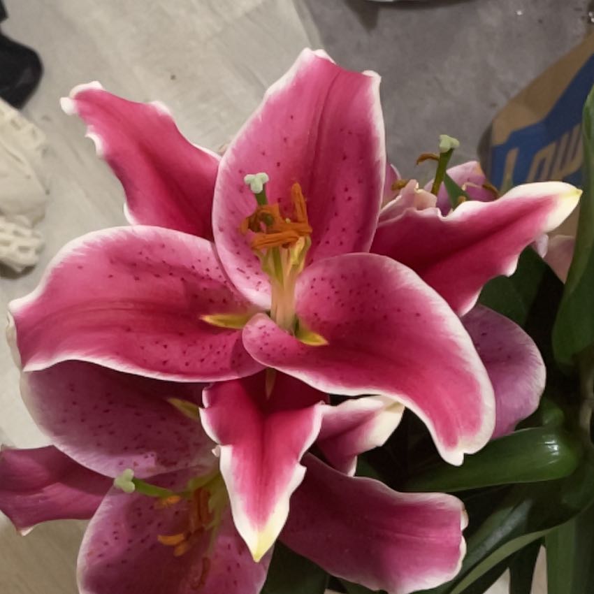 Photo of the plant species Oriental Lily 'Table Dance' by @Plants-Ash named Morgan Treeman on Greg, the plant care app