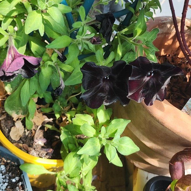 Photo of the plant species Petunia 'Black Cat' by @samlou04 named Elle on Greg, the plant care app