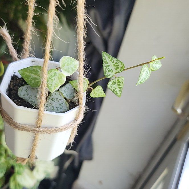 Photo of the plant species String of Hearts by @samlou04 named Ceropegia Woodii Iris on Greg, the plant care app