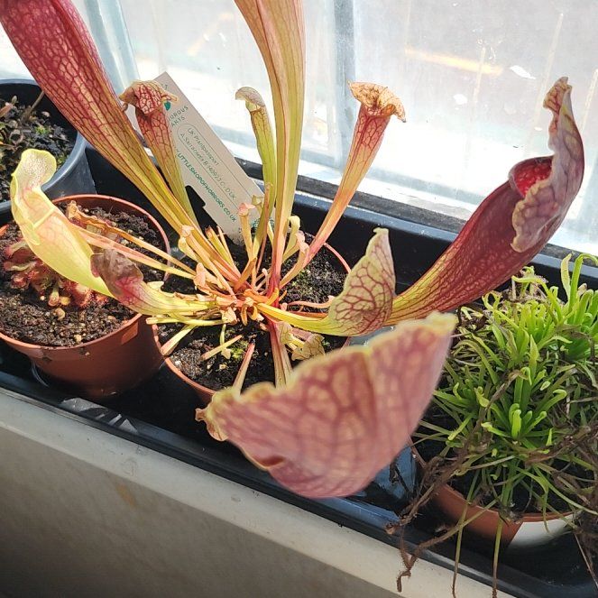 Photo of the plant species Red Bug Pitcher Plant by @samlou04 named ChloroPhil on Greg, the plant care app
