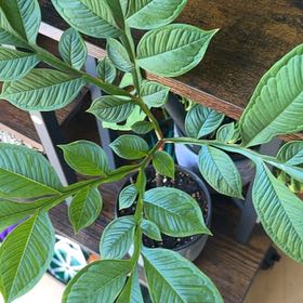 Photo of the plant species Elephant Foot Yam by @VipPrairiesmoke named Lavender on Greg, the plant care app