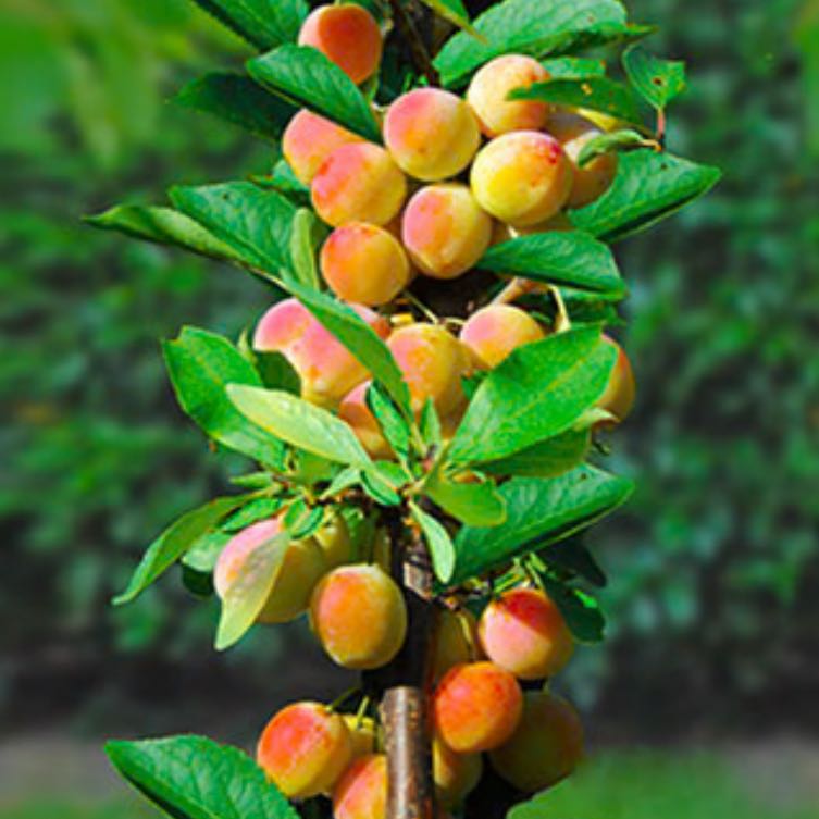 Photo of the plant species Prunus armeniaca var. meixianensis by @VipPrairiesmoke named Prince on Greg, the plant care app