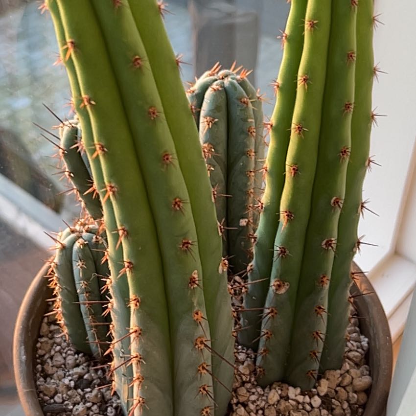 Photo of the plant species San Pedro by @VipPrairiesmoke named McKinley on Greg, the plant care app