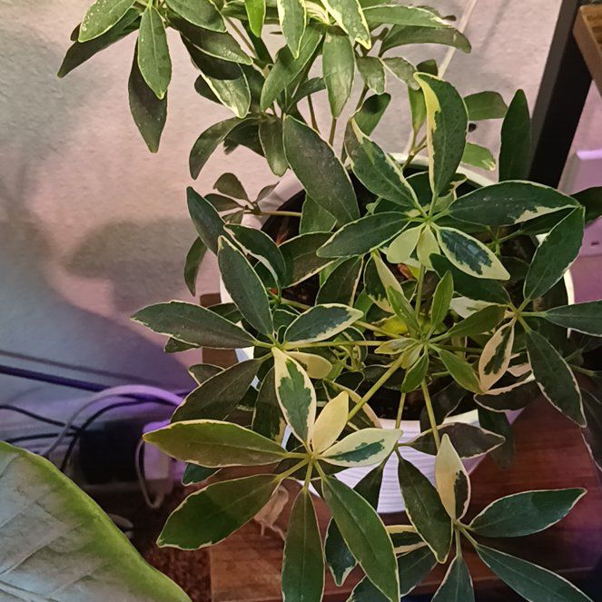 Photo of the plant species Variegated Umbrella Plant by @Behrlyable named Oscar on Greg, the plant care app