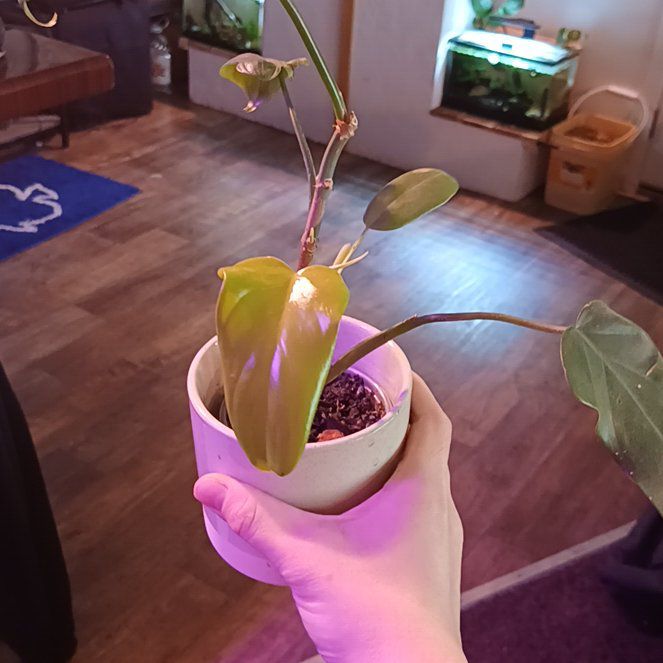 Photo of the plant species philodendron golden by @Behrlyable named Surya on Greg, the plant care app