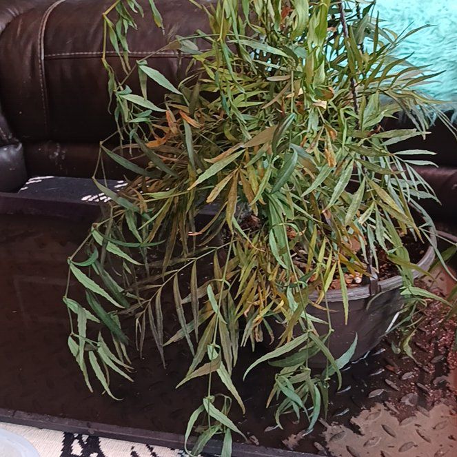 Photo of the plant species Slender-Leaved Mahonia by @Behrlyable named Tupot amaroot on Greg, the plant care app