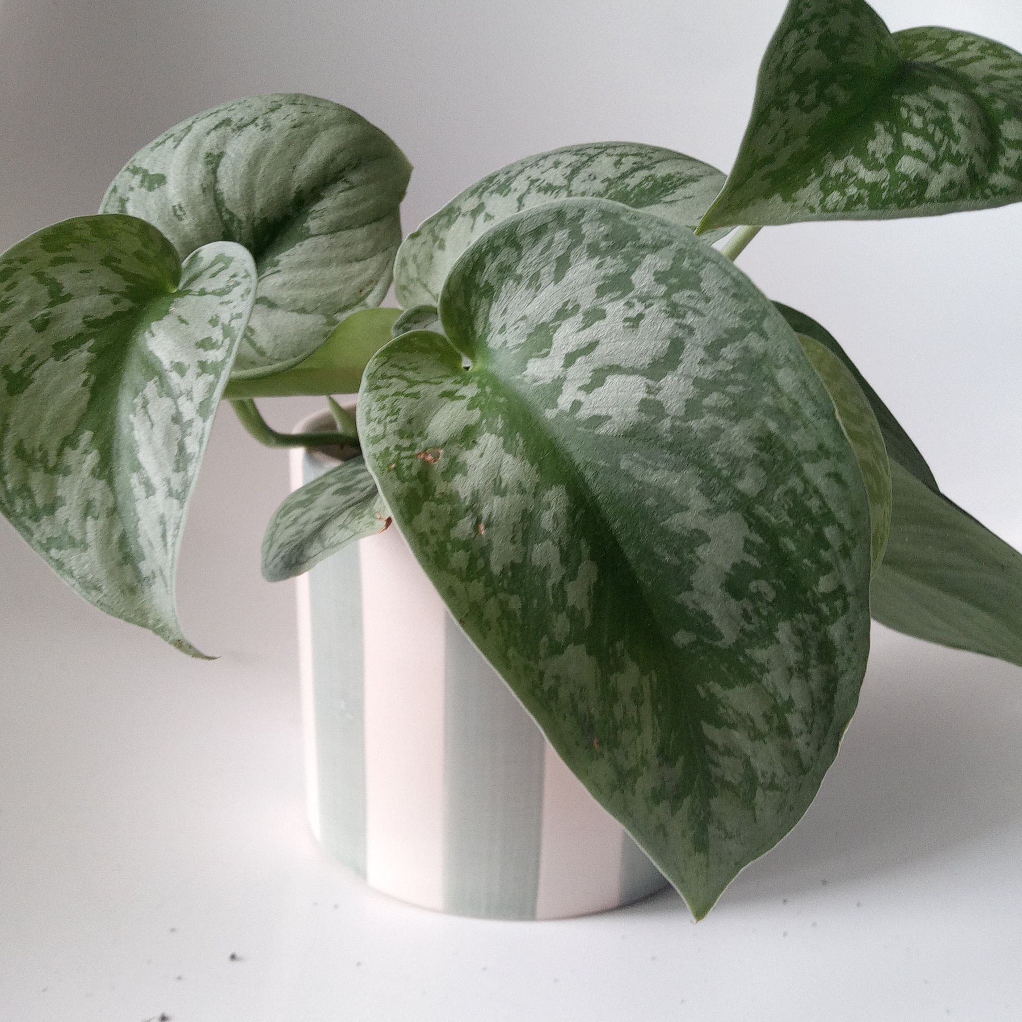 Photo of the plant species Trebie Satin Pothos by @ForgivingPotato named Pothos on Greg, the plant care app