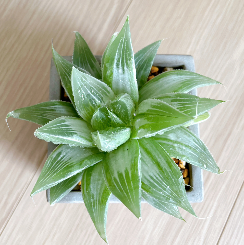 Photo of the plant species Variegated Haworthia retusa by @MarikaGarden named Haworthia ‘White Ghost’ on Greg, the plant care app