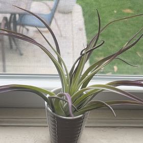 Photo of the plant species Purple Tillandsia Jonesii by @YernCrowgarlic named Madonna on Greg, the plant care app