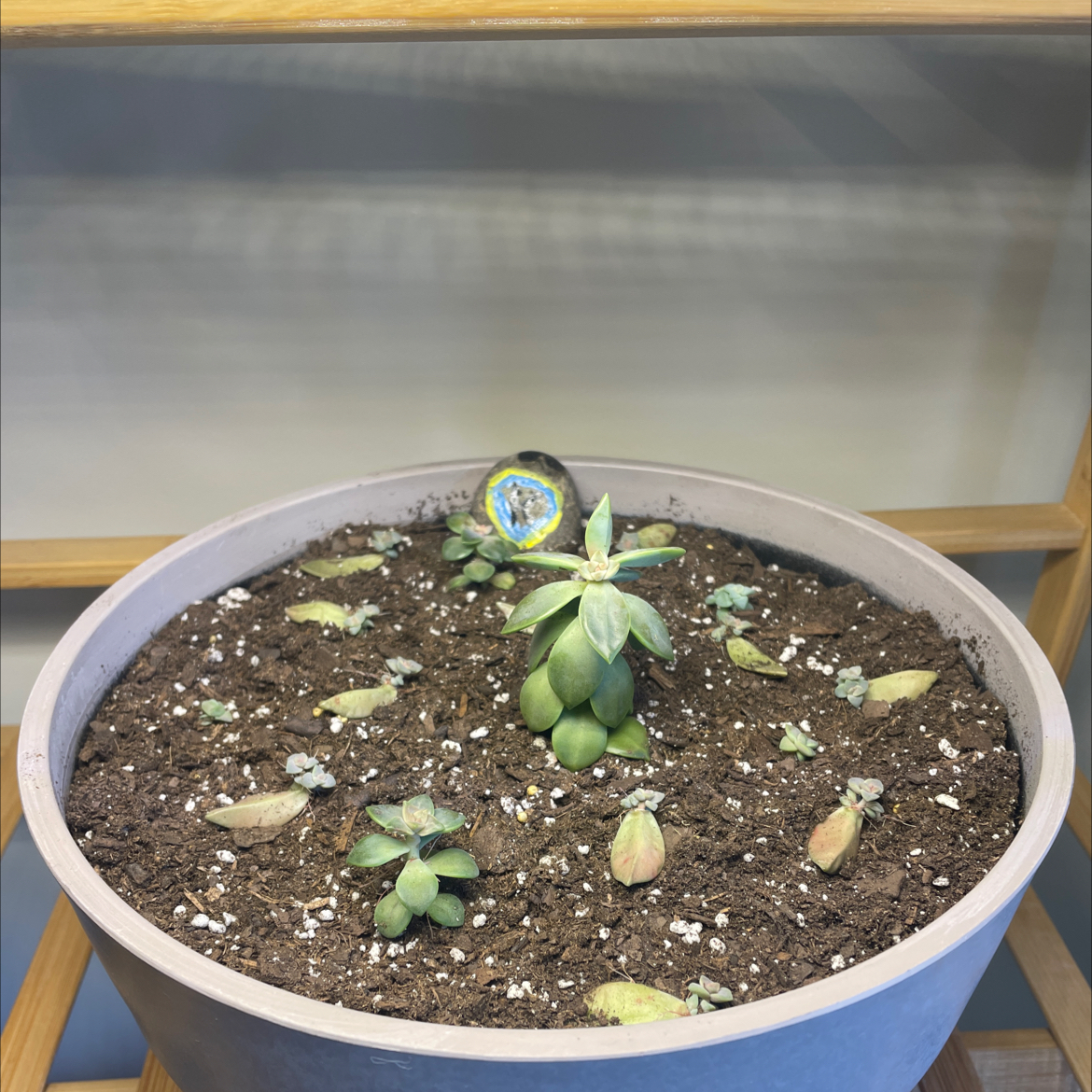 Potted succulent plant with visible soil and some discolored leaves.