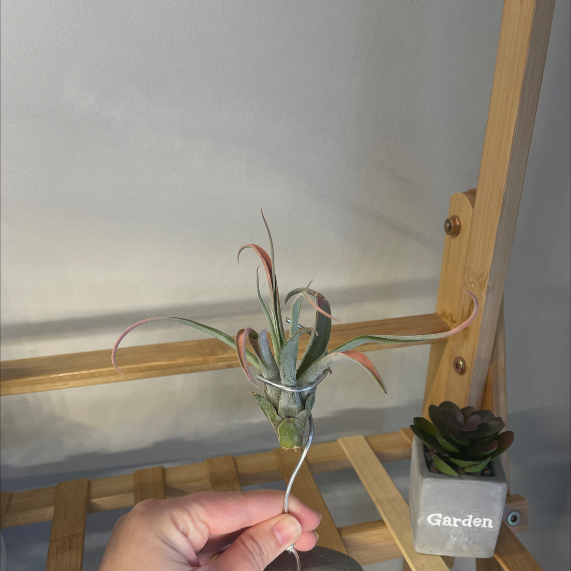 Capitata Air Plant held by a hand with a wooden structure and a small potted succulent in the background.