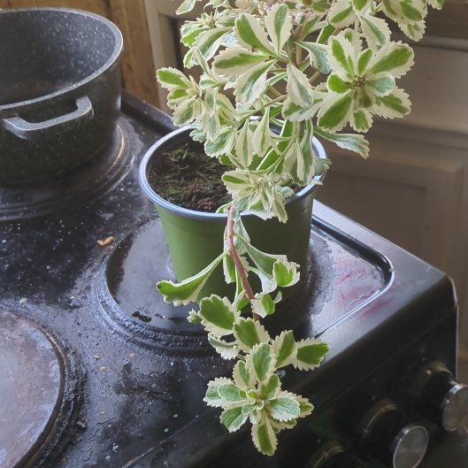 Photo of the plant species Sedum Atlantis Variegated by @HipDracaenalisa named Zion on Greg, the plant care app
