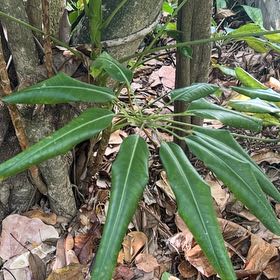 Photo of the plant species Octopus Tree by @PeakStylomecon named Dax on Greg, the plant care app