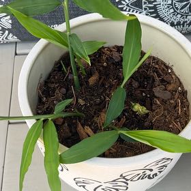 Photo of the plant species Butterfly Ginger by @PeakStylomecon named McKinley on Greg, the plant care app