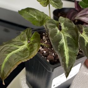 Photo of the plant species Syngonium Rayii by @WHSBandRoom named Syngonium Rayii on Greg, the plant care app